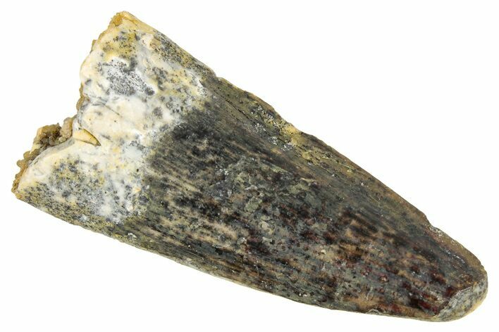 Juvenile Fossil Spinosaurus Tooth - Real Dinosaur Tooth #348675